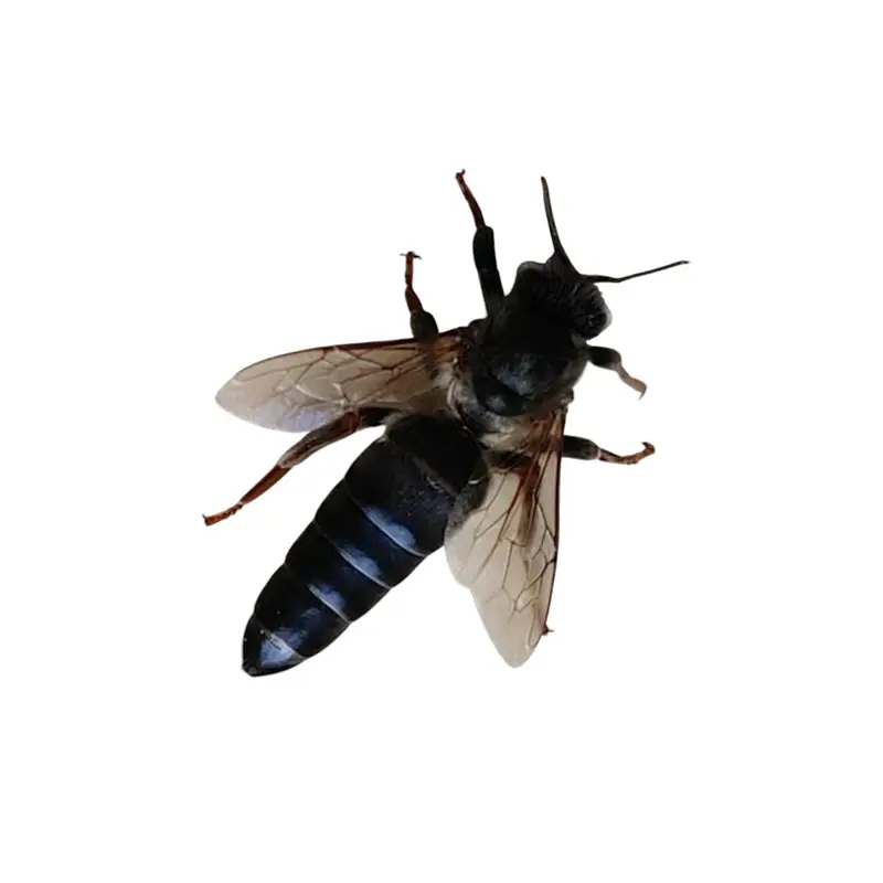 Dunkle Bienenkönigin (Apis mellifera mellifera), reinrassig begattet
