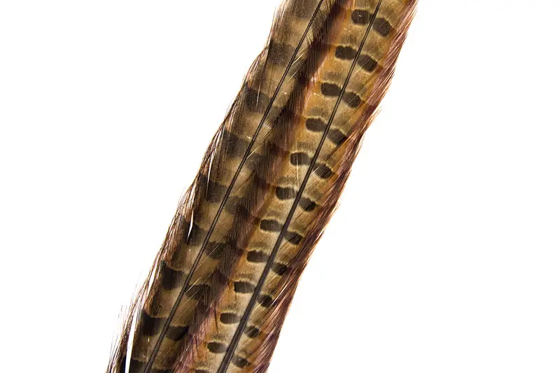 Feder Wildfasan 60cm