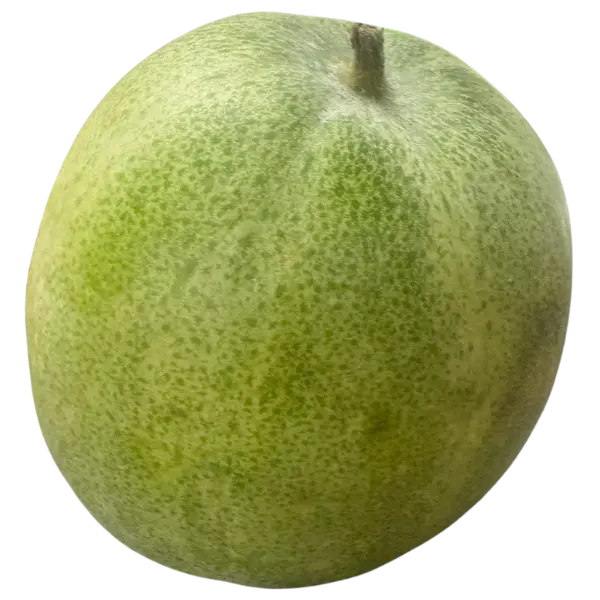 Fresh White Pumpkin (Kola) – 1.3 kg approx.