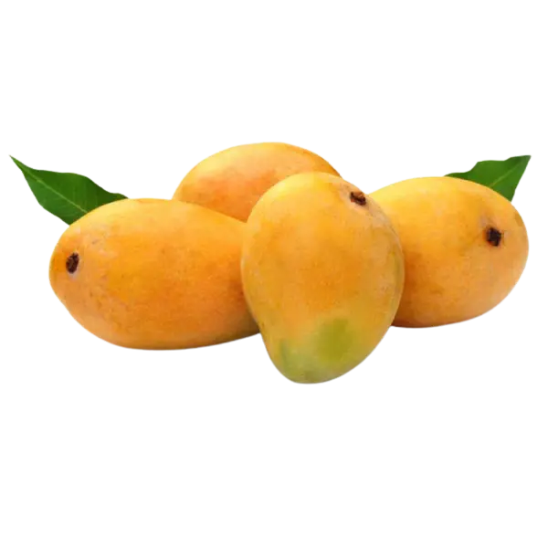 Kesar Mango - 1.3 kg available from 1st Jul subject to quality