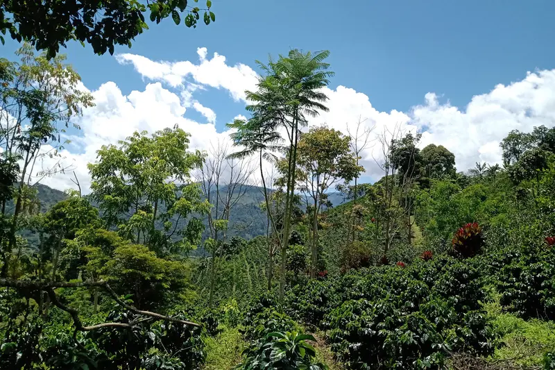 Kolumbien, Antioquia, Fincamigos - 20% Herbstaktion