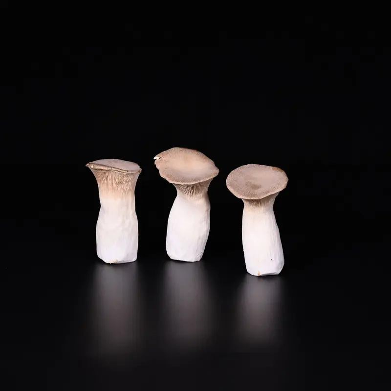 Kräuterseitlinge | Zucht | 200 g