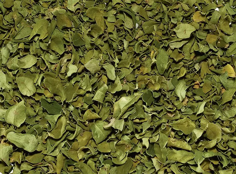 Lose Kräuter Moringa BIO