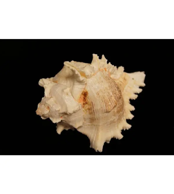 Muscheln