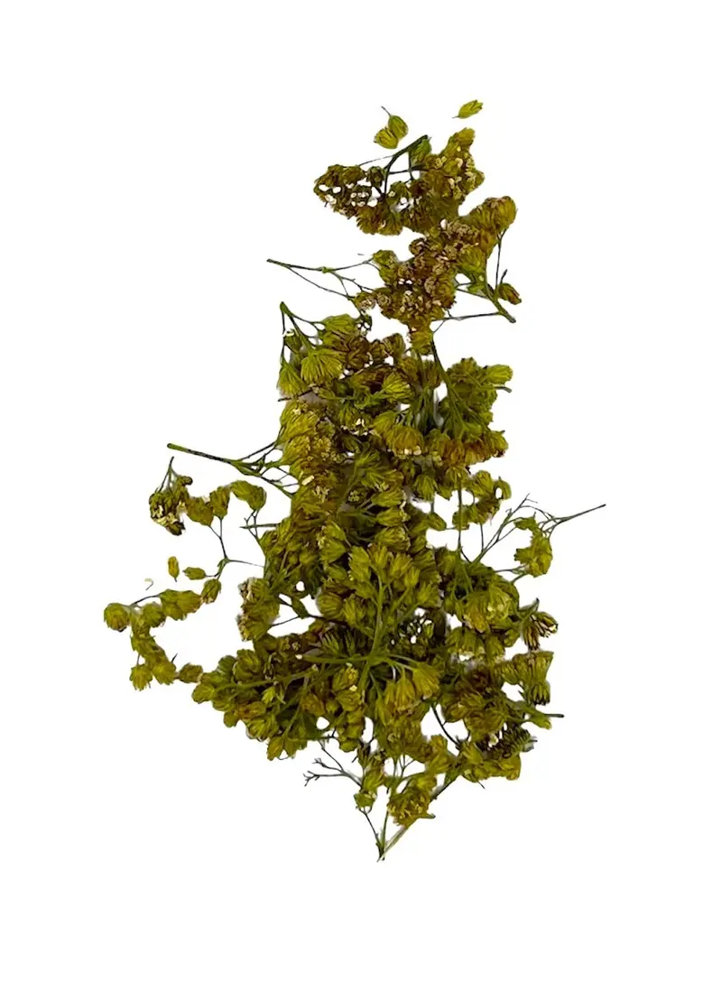 Schafgarbenblüten, Bio, 25g