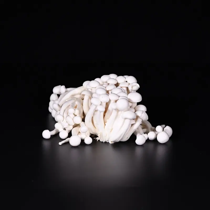 Shimeji | Zucht | 200 g