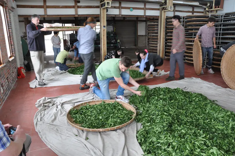 Teeseminar II 2018 – Oolong mit Schwerpunkt Shuixian Varietät! Ausgebucht!