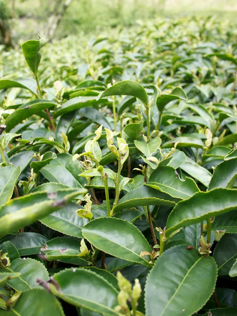 Teeseminar II 2019 – ein vergleichender Versuch von Formosa und China Oolong