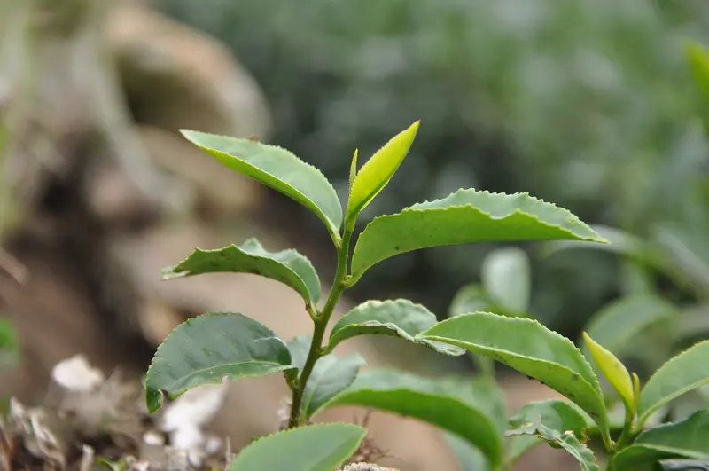 Teeseminar III 2018 – Oolong mit Schwerpunkt "Gelagerten Tee"