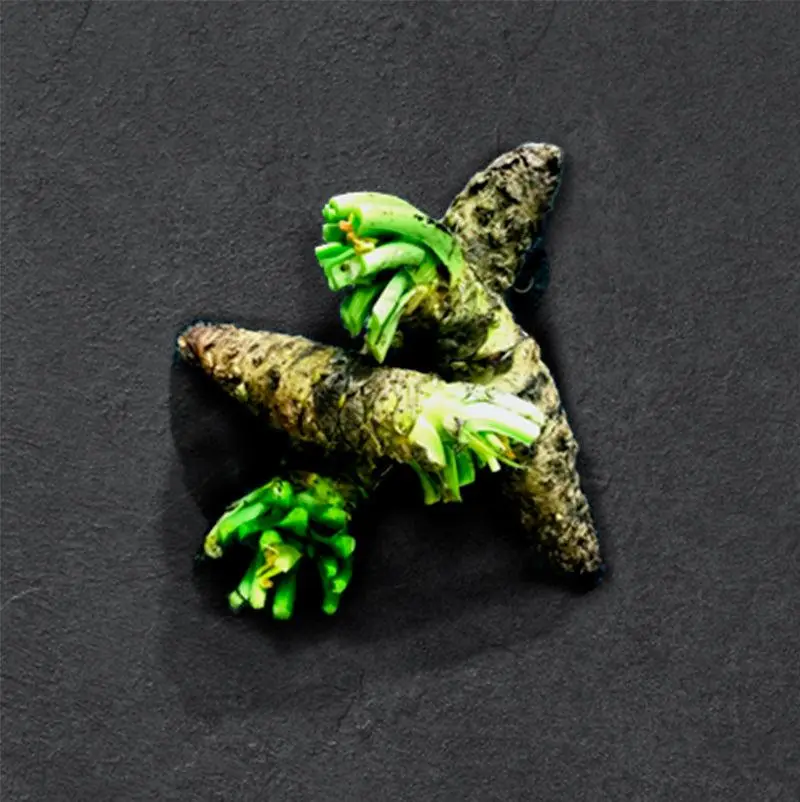 Wasabi | frisch | Zucht | 80-160 g