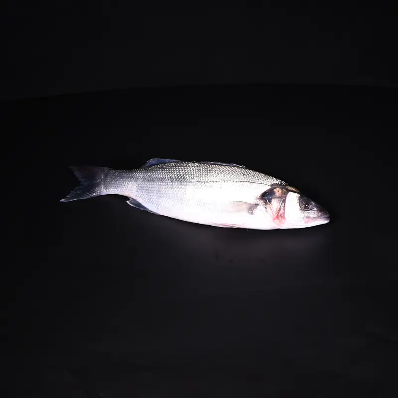 Wolfsbarsch (Loup de mer) | 1000-1200 gr | Wildfang | Portugal | auf Vorbestellung