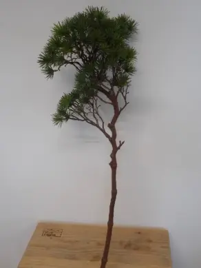 Zederzweig grün L 66cm